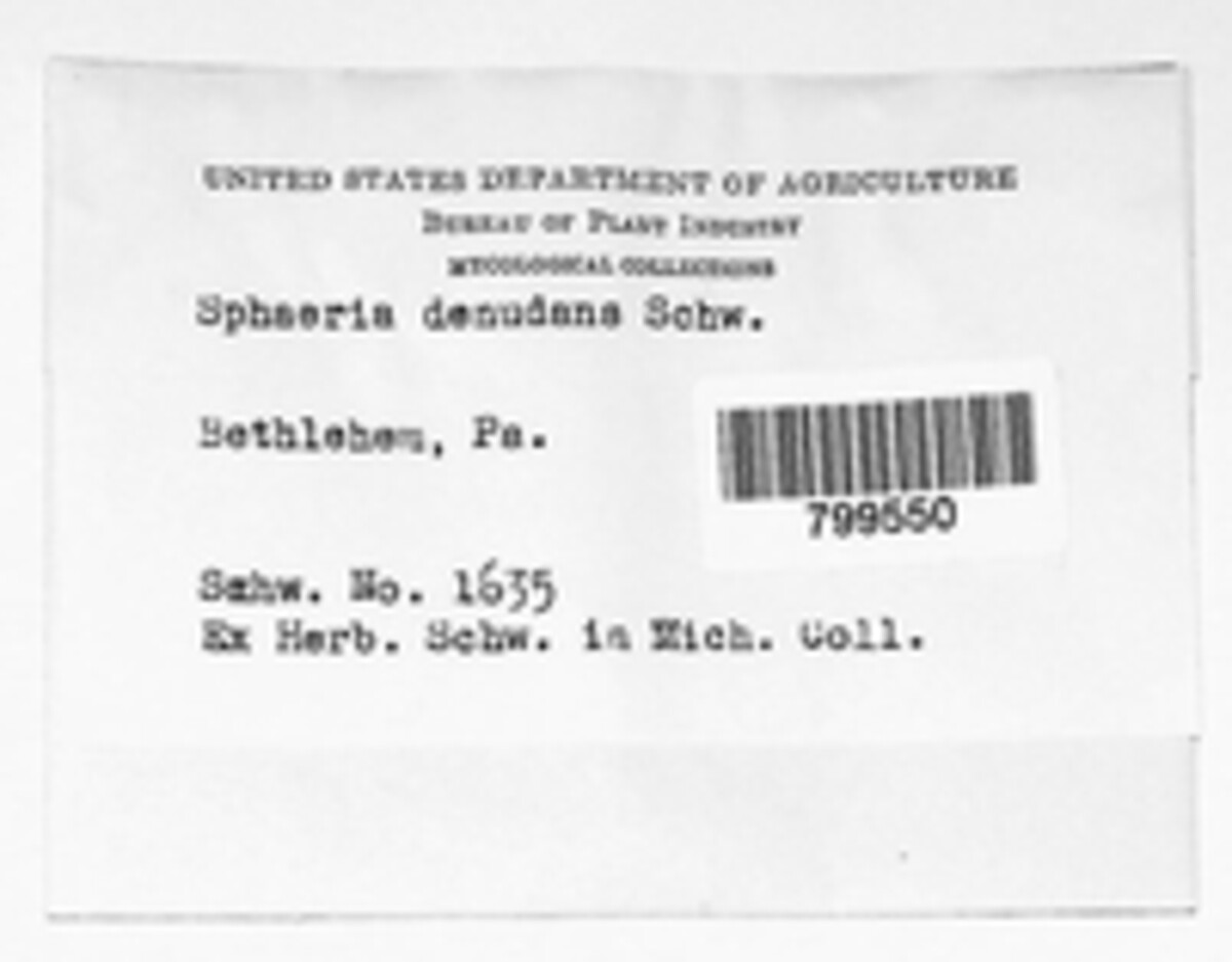 Sphaeria denudans image